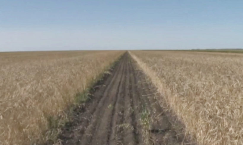 Отечественные учёные посеяли в Северном Казахстане ещё один вид летней пшеницы