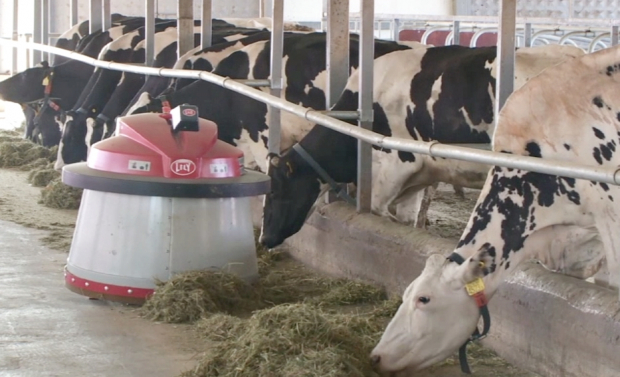 Робот «Пастух» появился на одном из молочных предприятий Туркестанской области