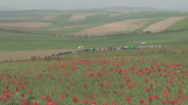 Фестиваль тюльпанов в Туркестанской области обретет новый статус