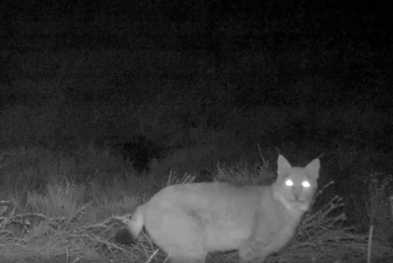 Редкий вид кота: фотографии удивительного фотоловошка Редкий вид кота: фотографии удивительного фотоловошка