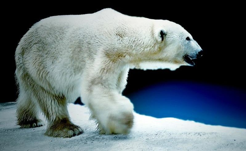 Белый медведь-долгожитель Алькор празднует 30-летие в зоопарке Алматы