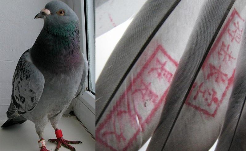 Откуда взялись сизые голуби с красными иероглифами на крыльях в Катон-Карагайском районе