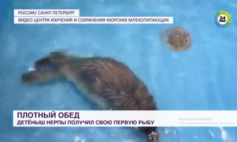 В Петербурге спасенный нерпенок получил свою первую рыбку