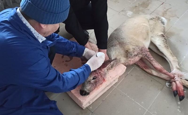 Раненая косуля в Нур-Султане осталась под наблюдением ветеринаров