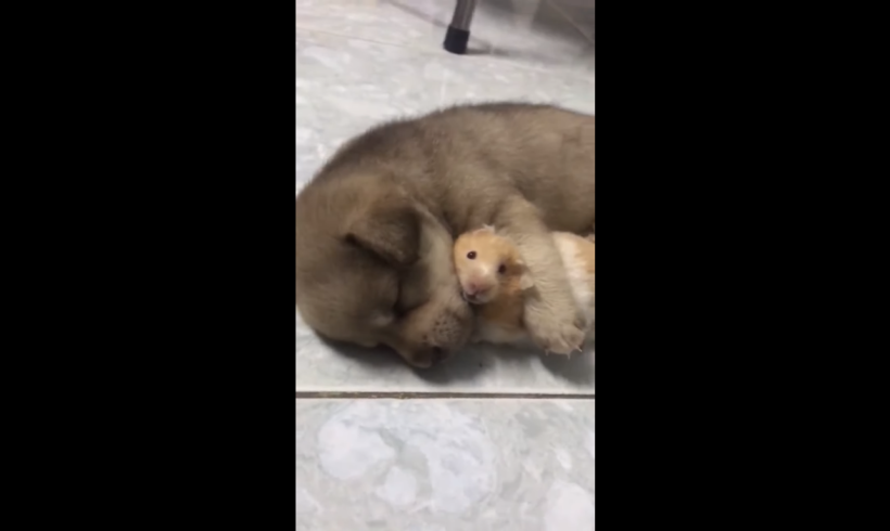 Ради друга: хомяк охраняет сон приятеля-щенка – милое видео