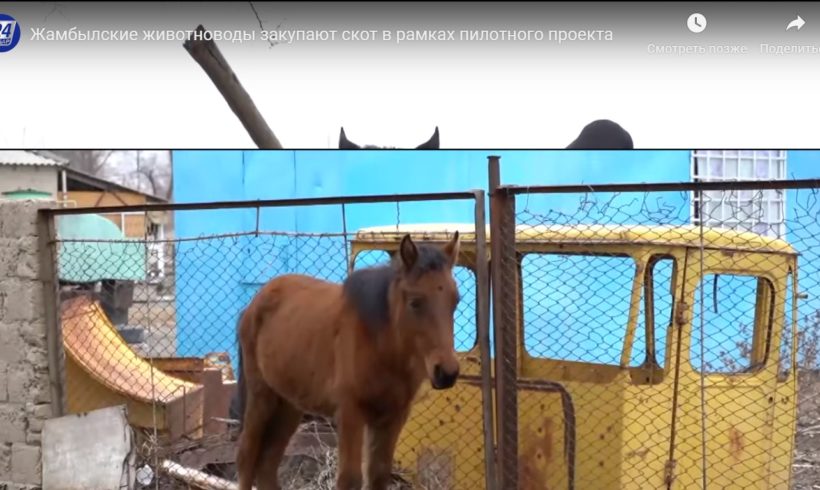 Жамбылские животноводы закупают скот в рамках пилотного проекта