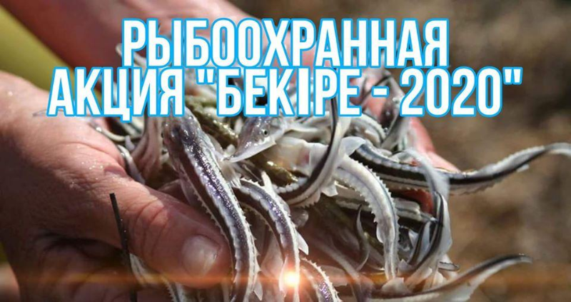 Рыбоохранная акция «Бекіре-2020» стартовала в Казахстане