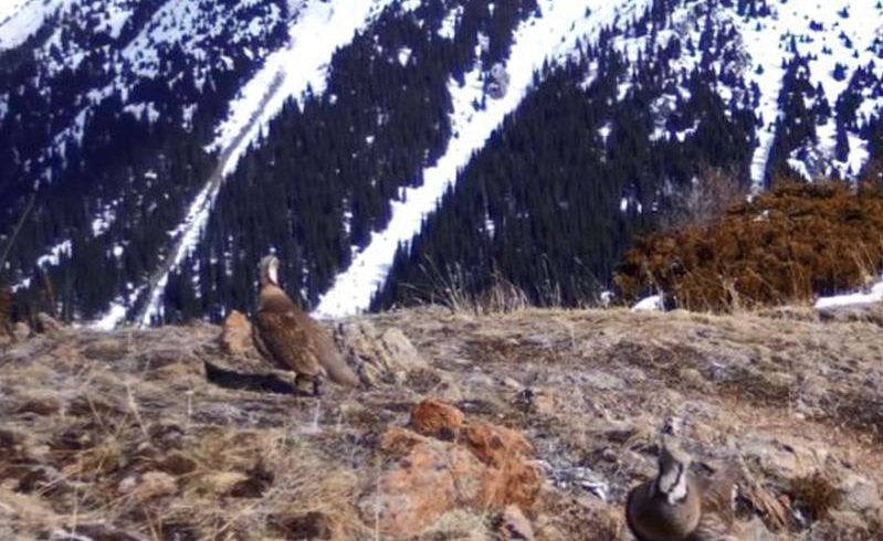 Краснокнижных животных поймала фотоловушка в горах близ Алматы