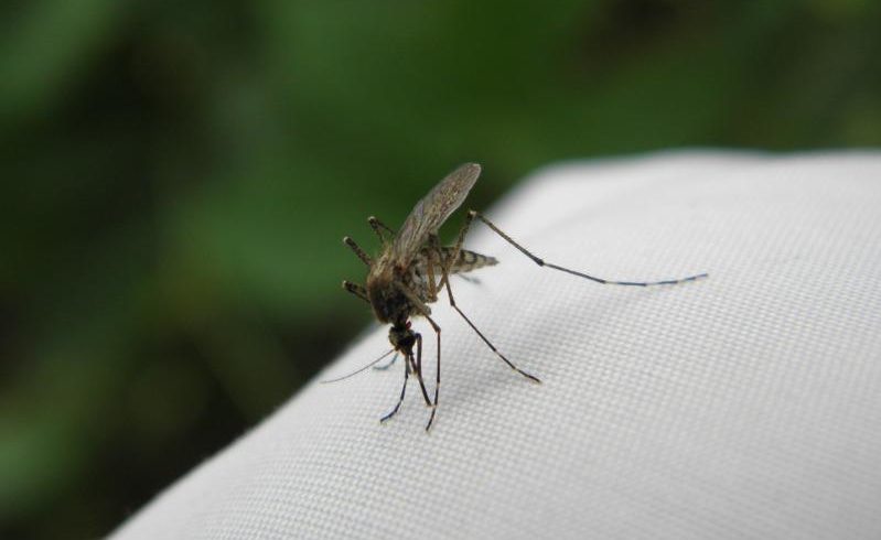 Борьба с комарами: в Нур-Султане начаты дезинсекционные работы