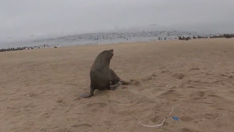 Спасение 150-килограммового тюленя от удавки сняли на видео