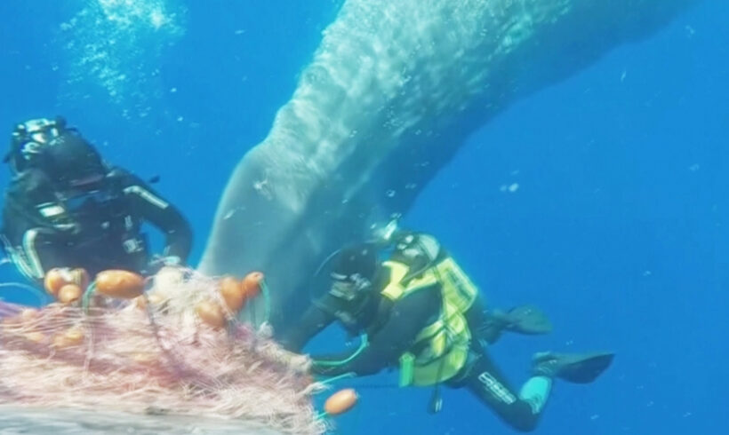 Береговая охрана спасла запутавшегося в сетях кита