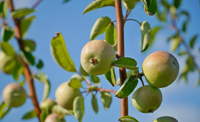 Яблони, посаженные в прошлом году в столице, начали приносить плоды