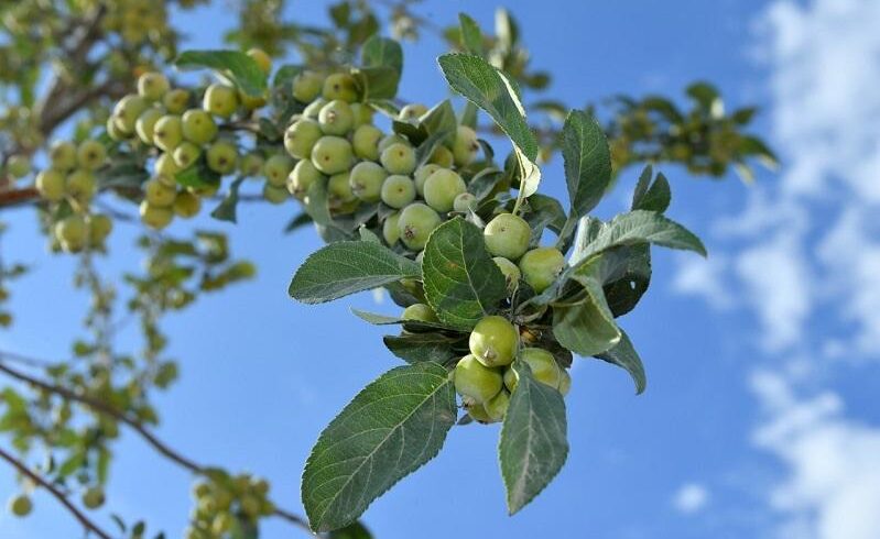 Яблони начали приносить первые плоды в Туркестане