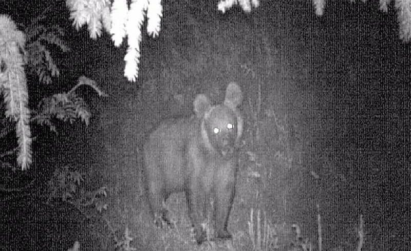 Краснокнижный медведь попал в фотоловушку в Аксайском ущелье