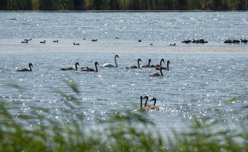 Экспертов и ученых привлекут для изучения осушения озера Малый Талдыколь в столице