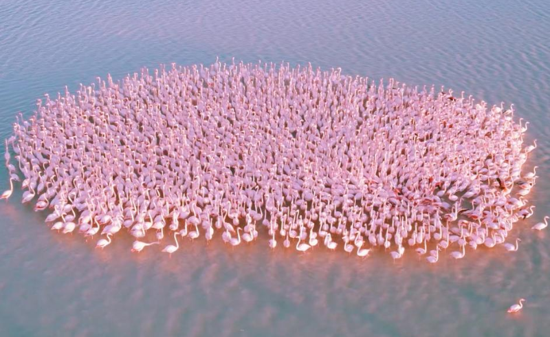 Потрясающее видео с фламинго вблизи Актау появилось в Сети