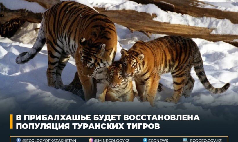 В Прибалхашье будет восстановлена популяция туранских тигров
