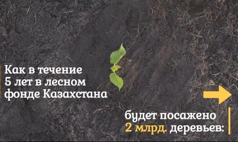 В течение 5 лет лесной фонд Казахстана будет пополнен на 2 млрд. деревьев