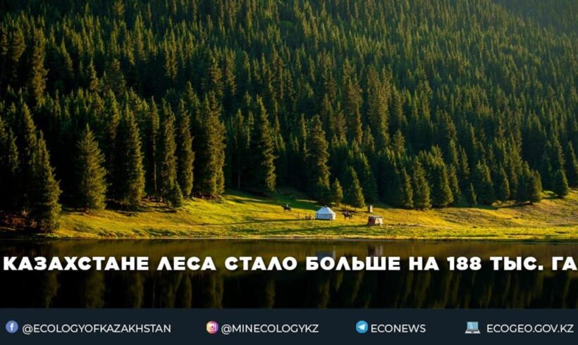 В Казахстане леса стало больше на 188 тыс. га