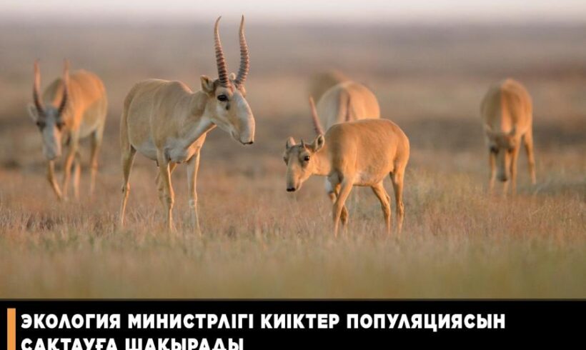 Минэкологии призывает сохранить популяцию сайгаков в Казахстане