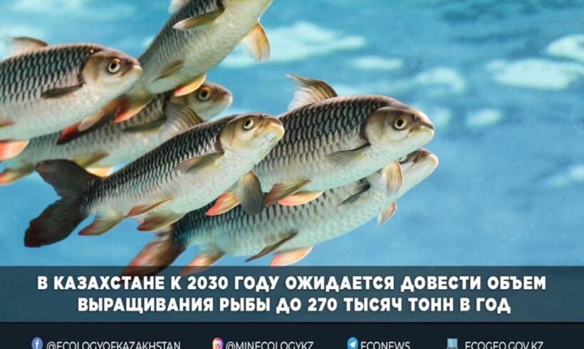 В Казахстане к 2030 году ожидается довести объем выращивания рыбы до 270 тысяч тонн в год