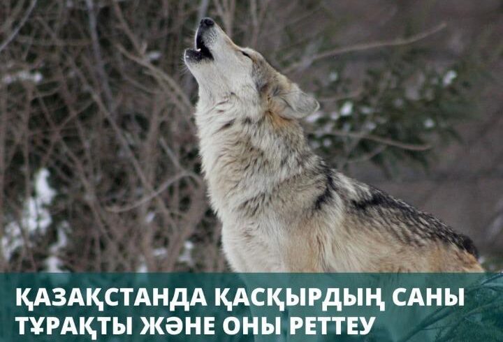 Численность волков в Казахстане стабильна и регулирование ведется в ограниченном порядке
