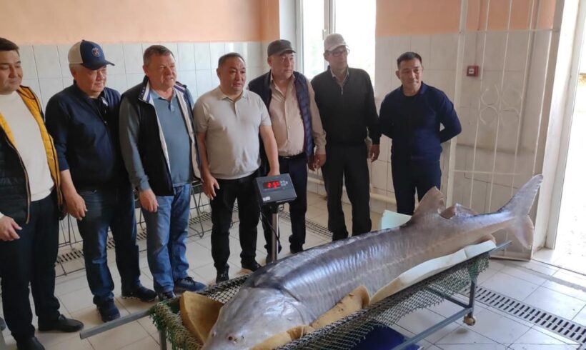В Атырау выловлена гигантская белуга, весом около 200 килограмм