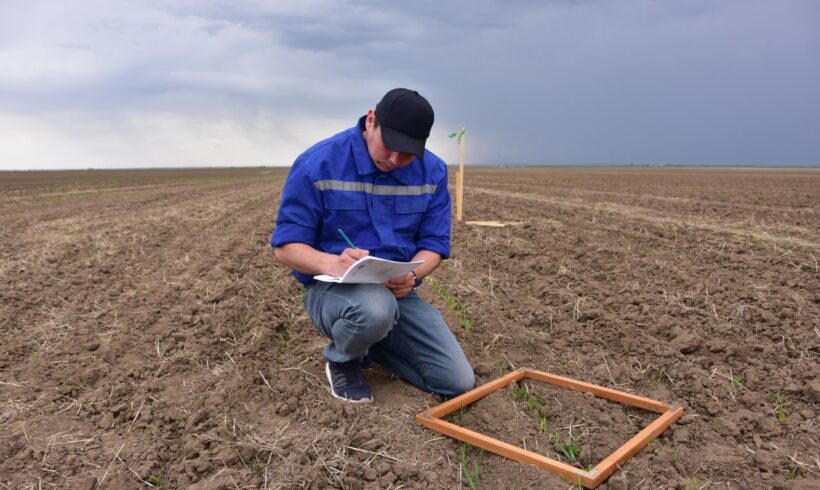 Казгидромет выпустил предварительный прогноз урожайности озимой пшеницы на 2022 год