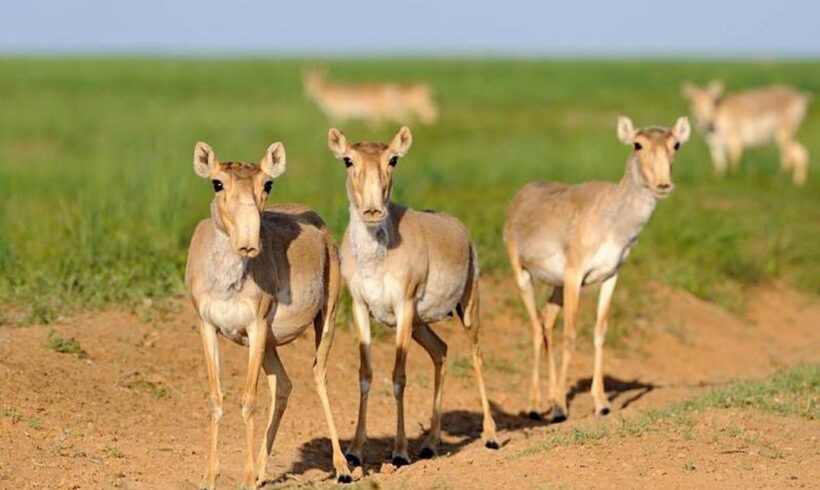 Казахстанская природоохранная инициатива «Алтын Дала» признана флагманской среди 10 международных проектов по сохранению биоразнообразия