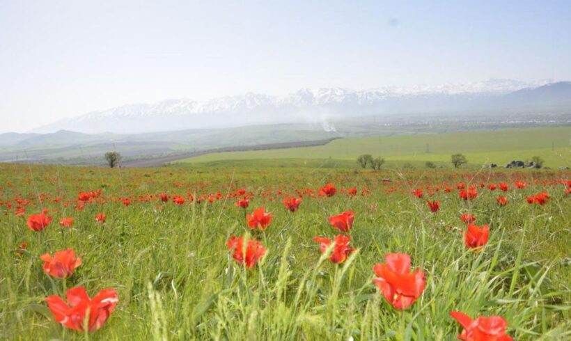 Түркістан облысында Қызыл кітапқа енген қызғалдақтар гүлдеді