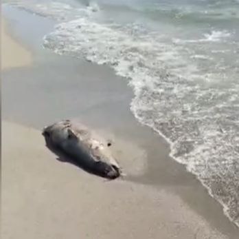 Информация по гибели двух тюленей в Каспийском море