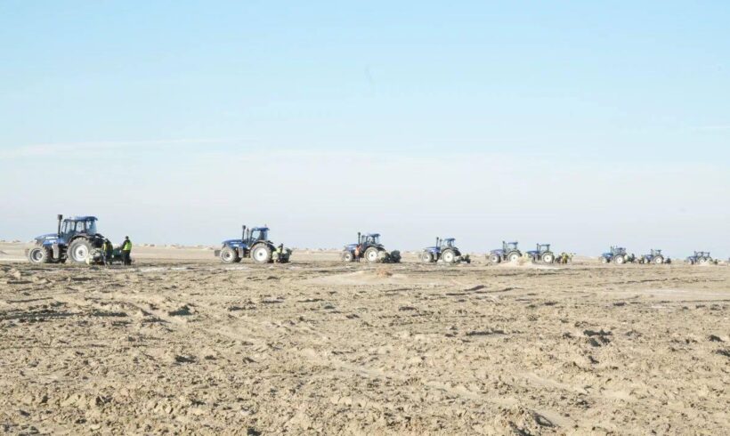 Началась осенняя посадка саксаула на осушенном дне Аральского моря