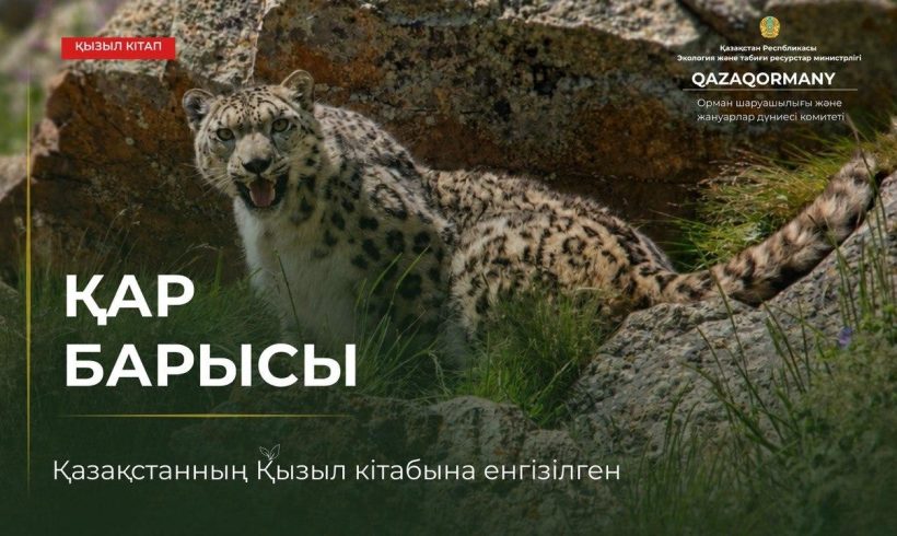 Таудың тылсым иесі – қар барысы