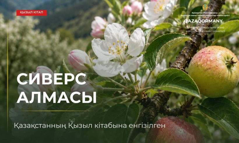 Сиверс алмасы – жабайы алмалардың арғы тегі