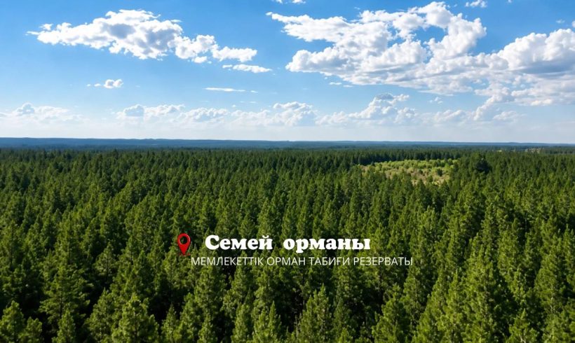 Семей орманы – Ертіс бойындағы жасыл қазына