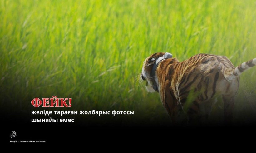 ФЕЙК АҚПАРАТ! Желіде тараған «жолбарыс» фотосы шындыққа сәйкес келмейді