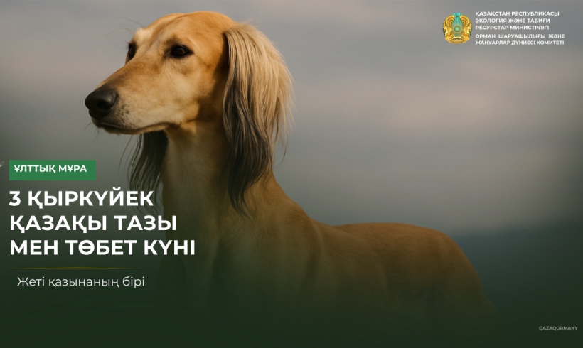 3 қыркүйек – қазақы тазы мен төбет күні