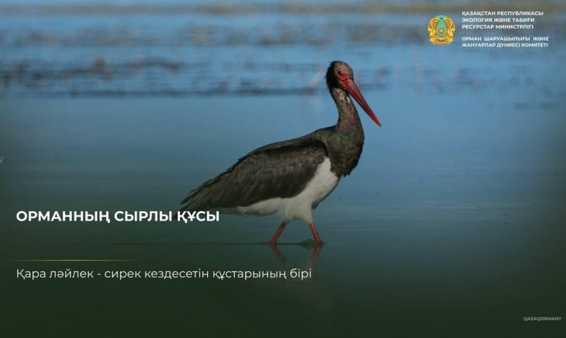 Қара дегелек: көптің көзіне түсе бермейтін құс
