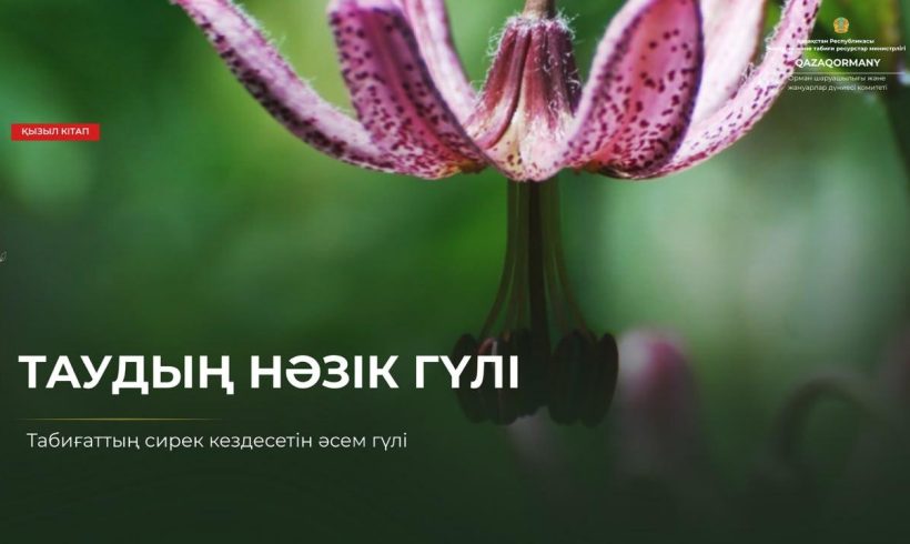 Таудың нәзік гүлі — бұйра лалагүл