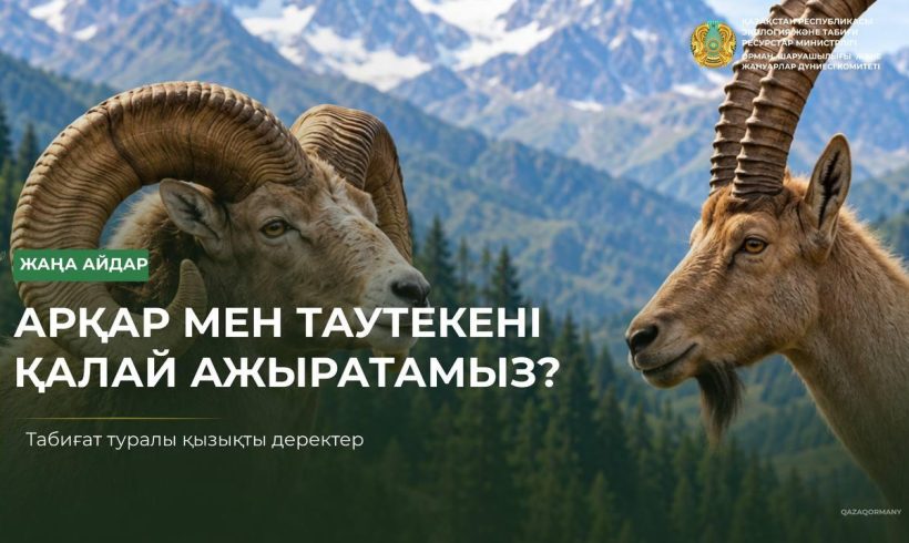 Познаем природу: как отличить архара от сибирского козерога?
