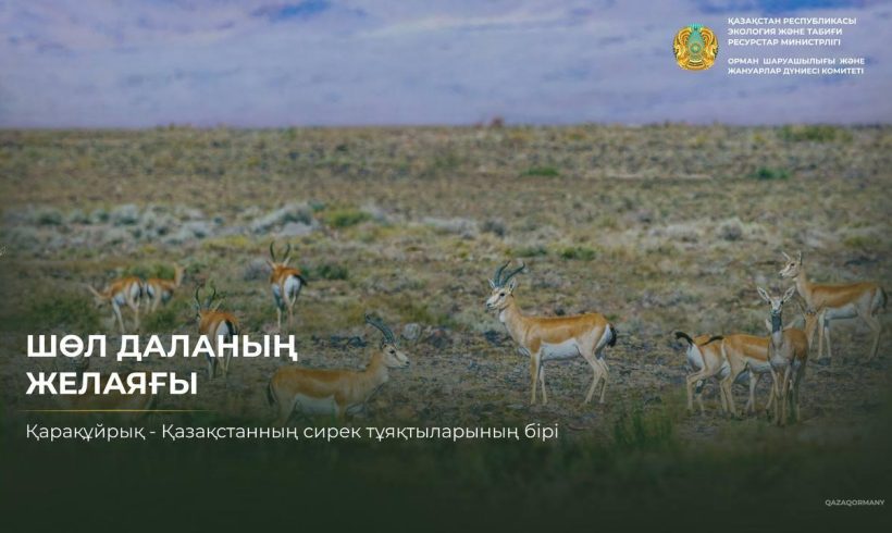 Сағатына 60 шақырымнан астам: қарақұйрықтың басты қаруы — жылдамдық